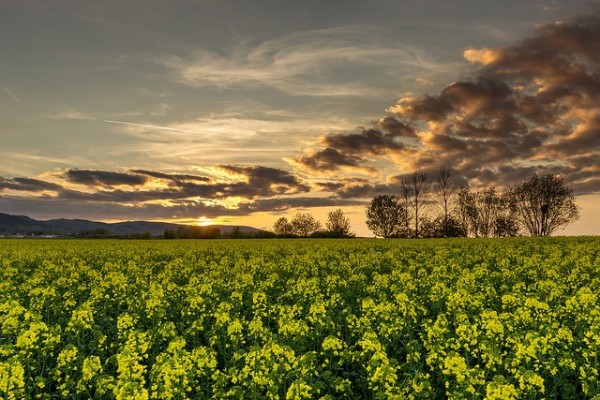 Bioenergie-aus-Raps